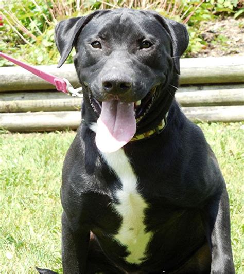 Labrador Retriever And Pit Bull Terrier Mix Interesting Mixed Breed