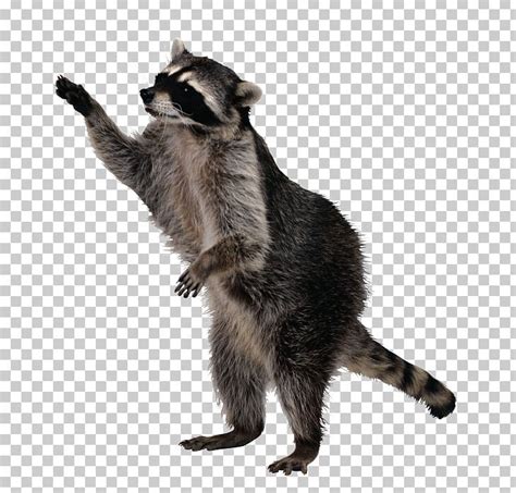 Sly Cooper And The Thievius Raccoonus Life Expectancy Pest Control PNG