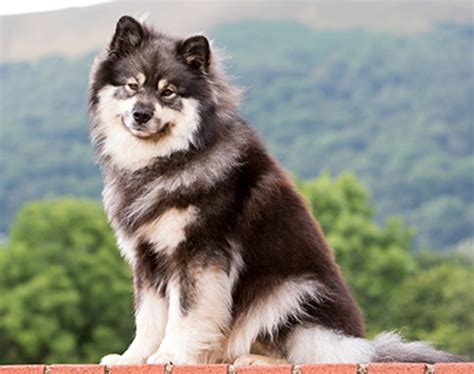 Finnish Lapphund Breeds A To Z The Kennel Club