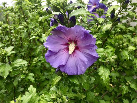 It certainly has a 'passionate' fragrance. 5 astuces pour réussir les hibiscus d'extérieur | Gamm vert