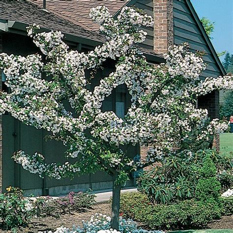 364 Gallon White Crabapple Zumi Calocarpa Flowering Tree In Pot With