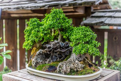 10 Best Japanese Plants For Indoor Gardening