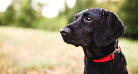 Black Dog Names Fabulous Names For Gorgeous Pups