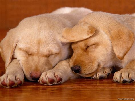 Animals Zoo Park 8 Cute Puppies Wallpapers Cute Puppy Wallpapers For