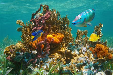 Florida Keys Diving Dive Shops Dive Resorts Scuba Dive Lesson