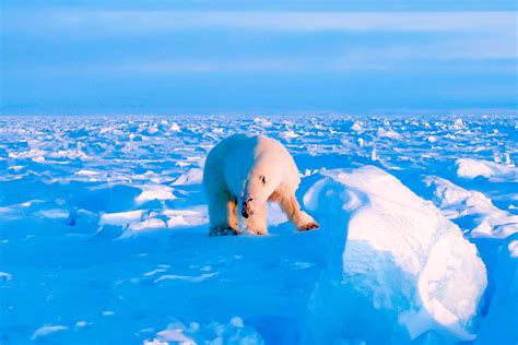 Polar Bear Hunt Nanuq Polar Bear Arctic Expeditions