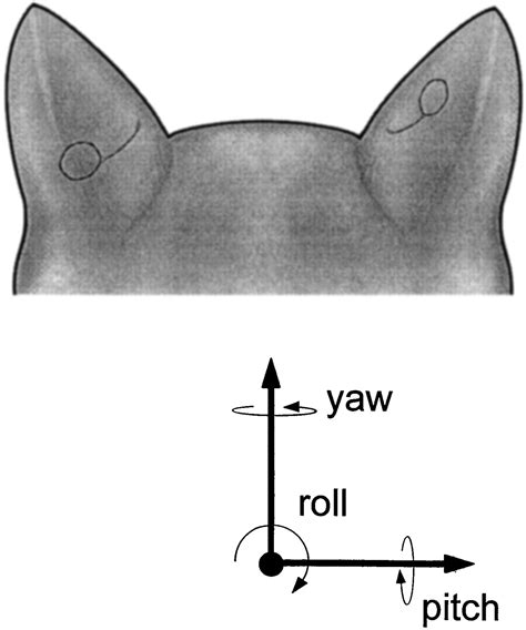 Pinna Movements Of The Cat During Sound Localization Journal Of