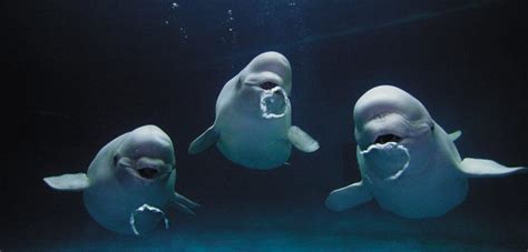 The Reason Why Belugas Blow Bubbles Is Almost Too Adorable For Words