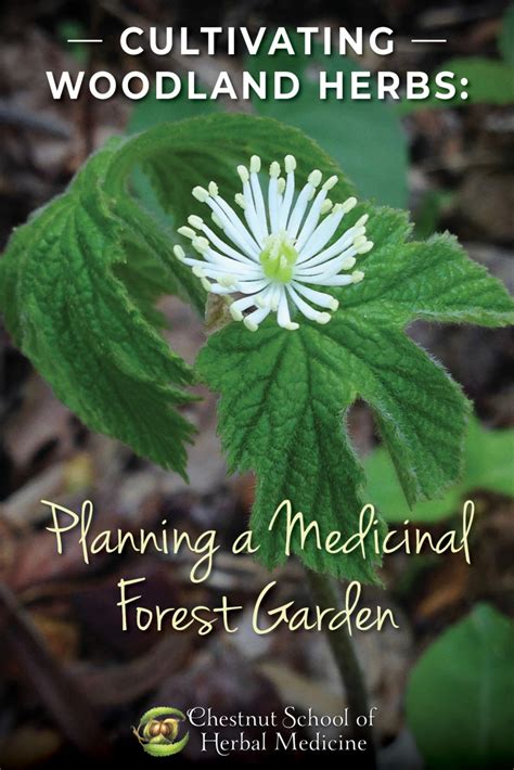 Cultivating Woodland Herbs Planning A Medicinal Forest Garden Forest