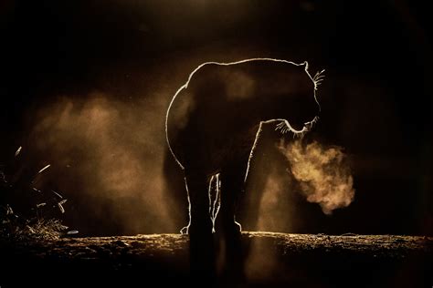 21 Of The Most Beautiful Wildlife Photos On 500px 500px