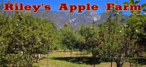 Rileys Apple Farm Field Trip Socal Fun Trips