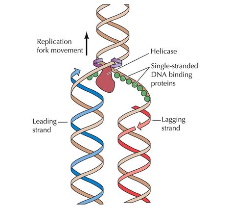 Diagram Explaining Dna Replication