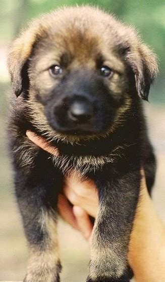 The chusky is a fun dog that loves human attention. Chow lab mix puppies.jpg (5 comments)