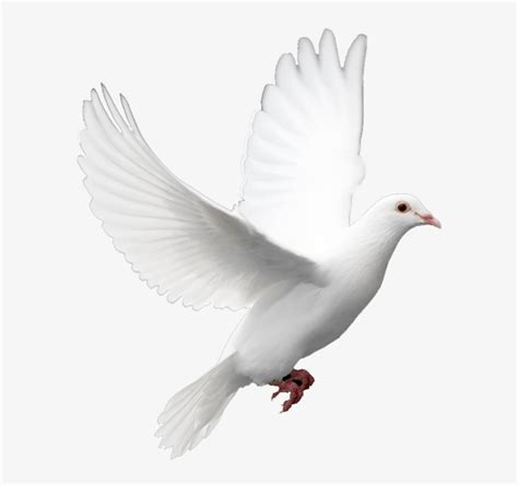 Birds Png Image Without Background White Bird Png 407x481 Png