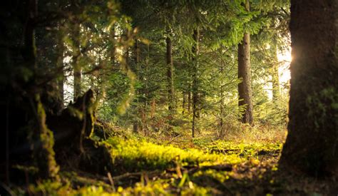 Free Stock Photo Of Conifer Daylight Environment Goldposter Free