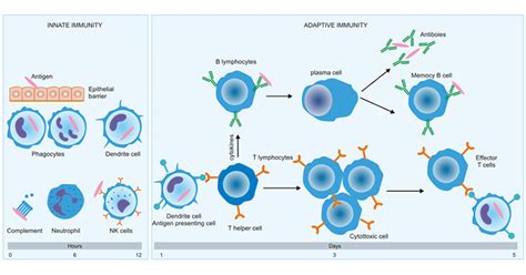 What Are Innate And Adaptive Immunity How Are Their Differences Cusabio