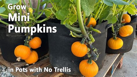 How To Grow Pumpkins From Seed In Containers Wee Be Little Pumpkin
