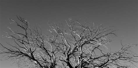 Bare Tree Top Photograph By Kim Galluzzo Wozniak Pixels