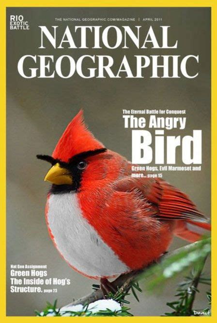 Real Life Angry Bird Angry Birds Funny Pictures Birds
