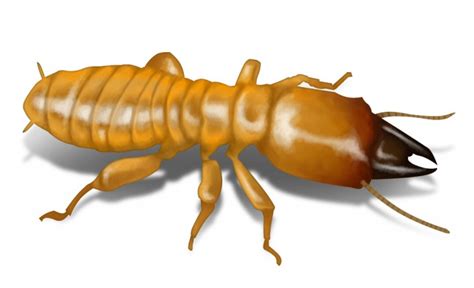 Hybrid Termite Threatens Florida Gephardt Daily