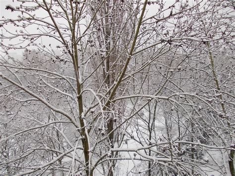 Free Images Tree Branch Snow Winter Sky White Frost Trunk