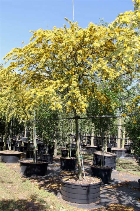 Desert Cassia Tree Senna Polyphylla For Sale Florida Treeworld Wholesale