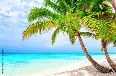 Coconut Palm Trees On White Sandy Beach In Saona Island Dominican