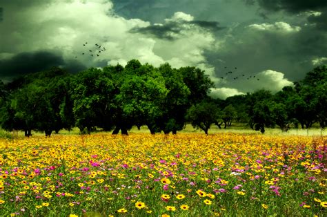 Cloudy Sky Over Spring Meadow