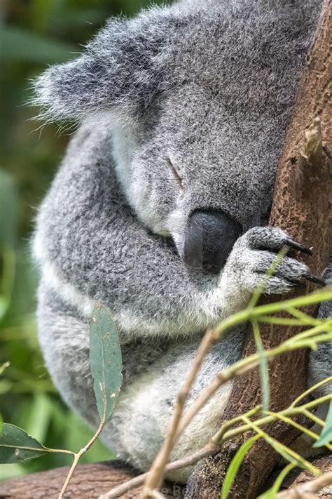 Koala Sleeping In Eucalyptus Tree In Australia License Download Or