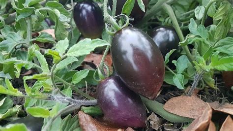 Osu Releases New Antioxidant Rich Purple Tomato Vegetables West Magazine