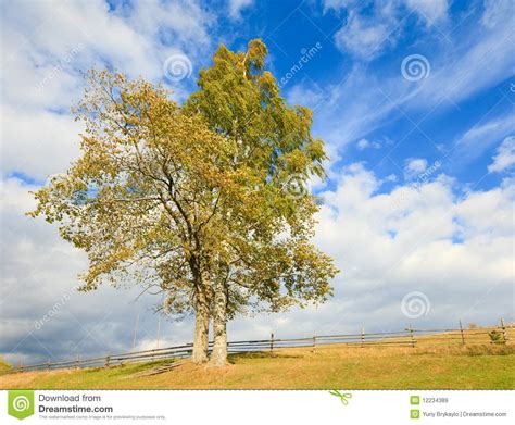 Two Lonely Autumn Trees On Sky Background Stock Image Image Of