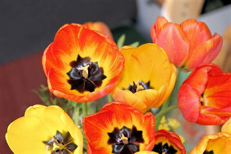 Poze Floare Petală Lalea Arc Colorat Galben Floră Buchet De