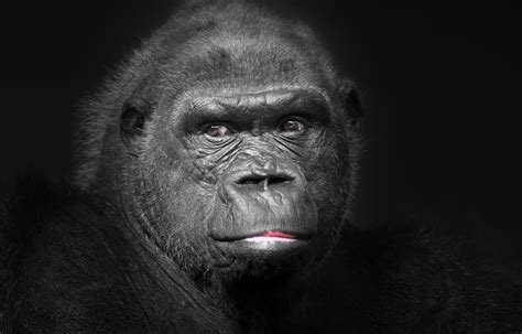 Attractive Zoom Backgrounds Free Gorilla Wallpaper Images