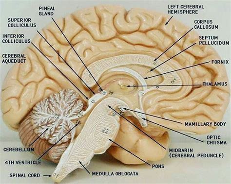 Brain Anatomy Human Anatomy And Physiology Medical Anatomy Brain