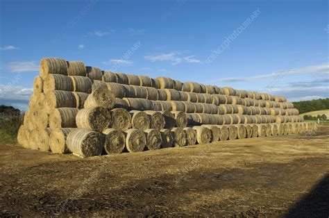 Stacks Of Round Bales Of Straw In A Field Stock Image F0108224
