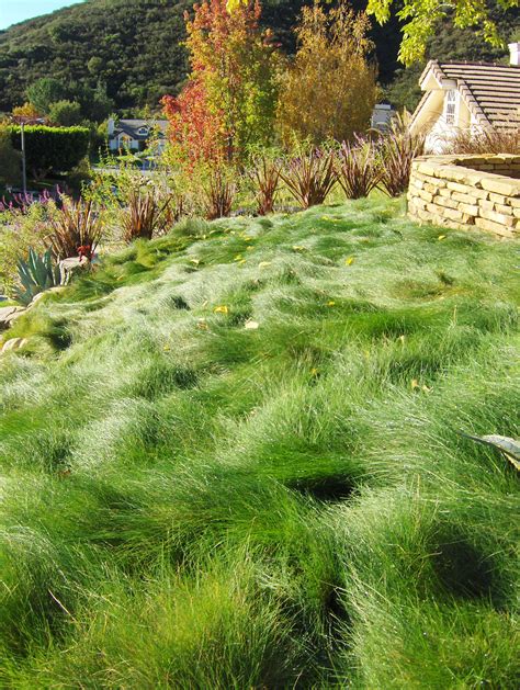 Red Fescue Grasses Garden Lawn And Garden Fescue Lawn