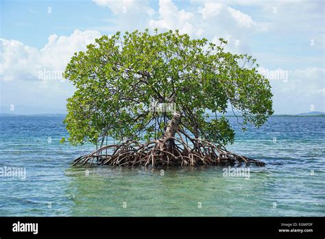 Secluded Mangrove Tree Rhizophora Mangle In The Water Of The