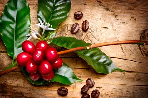 What You Need To Know About Sustainable Coffee Try Coffee