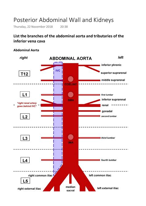 Posterior Abdominal Wall And Kidneys List The Branches Of The
