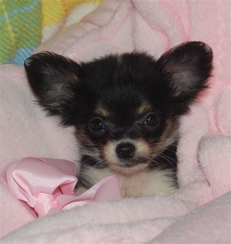 Let's go back to looking at our standard sized long. Long hair teacup chihuahua. www.toysandteacups.com | Cute ...