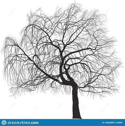 Weeping Willow Ornamental Tree Stock Vector Illustration
