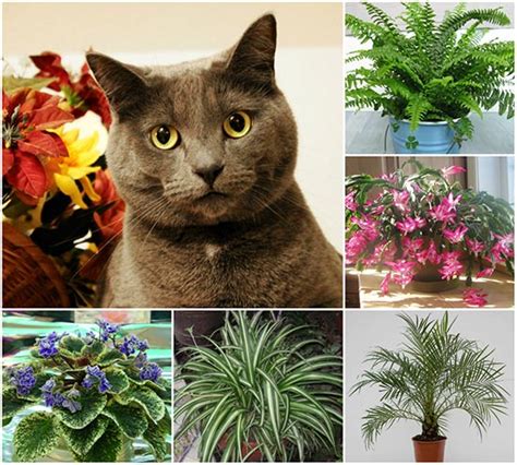 While it probably really isn't necessary to call out these two plants because they have the word cat in their name, i'm gonna do it anyway. 14 Cat Safe Plants For Your Home - Home and Gardening Ideas