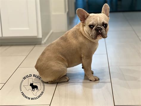 How Much Is A Fawn Colored French Bulldog