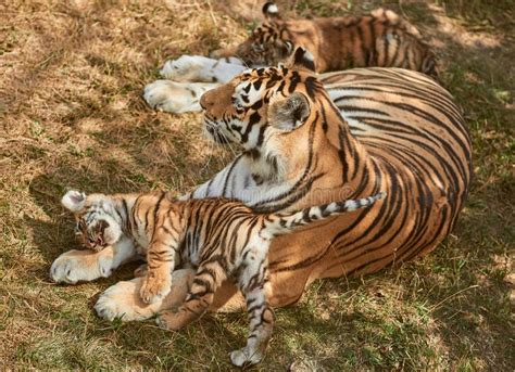 Tiger Cubs With Mother Stock Image Image Of Feline 161177525