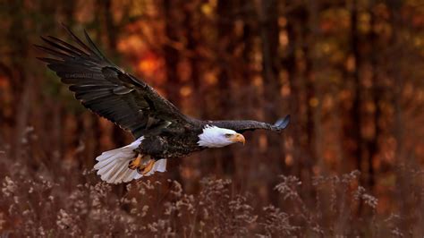 Nature Birds Animals Eagle Bald Eagle Wallpapers Hd Desktop And