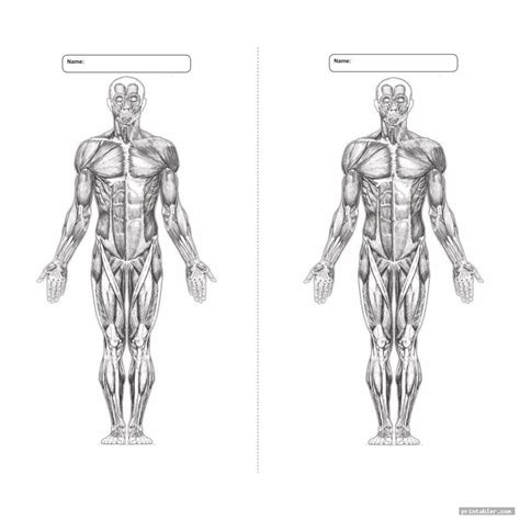 Printable Muscle Anatomy Worksheet Anatomy Worksheets