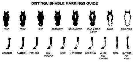 Face And Leg Markings Guide To Register Your Foal Sugar Creek