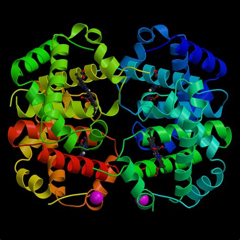 Hemoglobin Molecule Graphicsimages200804