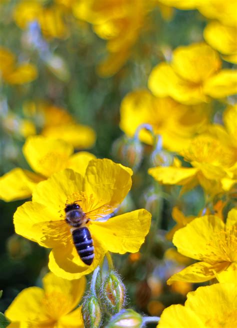 1080x1920 Wallpaper Honey Bee On Yellow Flowers Peakpx