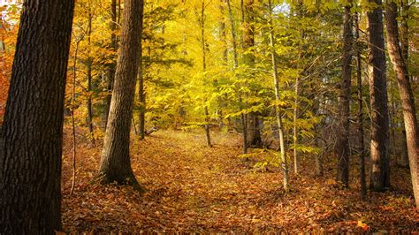 Download Wallpaper 2560x1440 Forest Trees Fallen Leaves Autumn